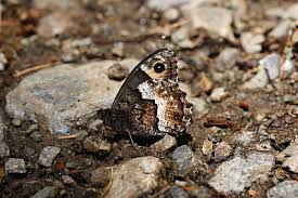 Attēlu rezultāti vaicājumam “Hipparchia alcyone underside”