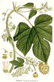 Attēlu rezultāti vaicājumam “Humulus lupulus”