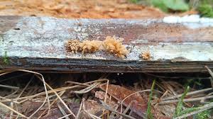 Attēlu rezultāti vaicājumam “Heterotrichia oerstedii (syn. Arcyria oerstedii) spores”