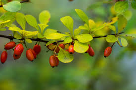 Attēlu rezultāti vaicājumam “Berberis thunbergii fruit”