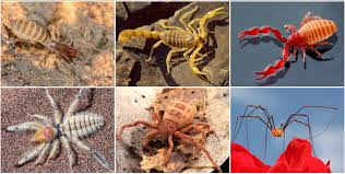 Attēlu rezultāti vaicājumam “Arachnida”