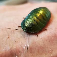 Attēlu rezultāti vaicājumam “Pseudocalliergon turgescens”