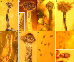 Attēlu rezultāti vaicājumam “Calicium adspersum”