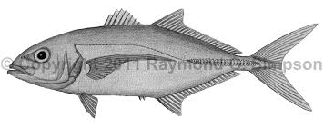 Image result for Caranx bartholomaei