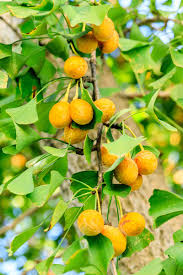 Attēlu rezultāti vaicājumam “Ginkgo biloba fruit”