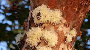 Attēlu rezultāti vaicājumam “Mucronella bresadolae”