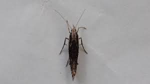 Attēlu rezultāti vaicājumam “Ypsolopha scabrella”