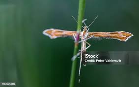 Attēlu rezultāti vaicājumam “Stenoptilia pterodactyla”