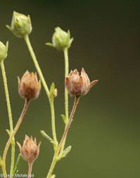 Attēlu rezultāti vaicājumam “Potentilla argentea flower”