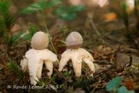 Attēlu rezultāti vaicājumam “Geastrum quadrifidum”