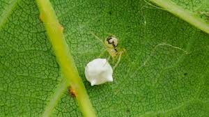 Attēlu rezultāti vaicājumam “Paidiscura pallens”