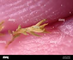 Attēlu rezultāti vaicājumam “Barbula unguiculata macro”