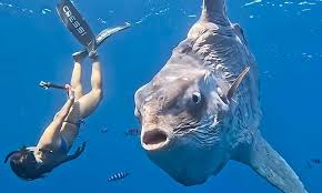 Image result for Mola mola