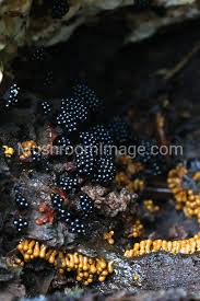 Attēlu rezultāti vaicājumam “Metatrichia vesparia”