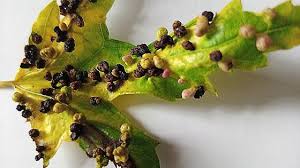 Attēlu rezultāti vaicājumam “Vasates quadripedes”