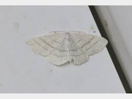 Attēlu rezultāti vaicājumam “Cabera pusaria female”