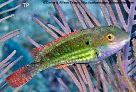 Image result for Sparisoma axillare