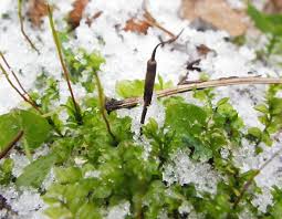 Attēlu rezultāti vaicājumam “Cordyceps stylophora”
