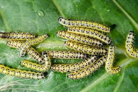 Attēlu rezultāti vaicājumam “Pieris brassicae underside”