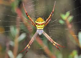 Image result for st andrews cross spider