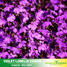 Image result for Lobelia erinus