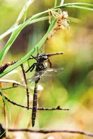 Attēlu rezultāti vaicājumam “Cladopodiella francisci macro”