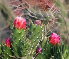 Image result for Cactaceae