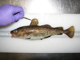 Image result for Arctogadus glacialis