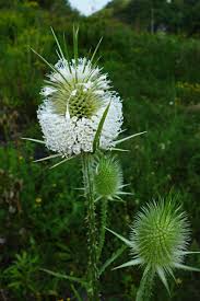 Image result for Dipsacus laciniatus