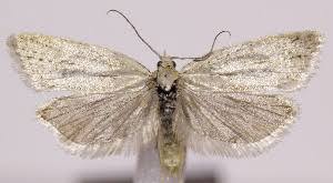 Attēlu rezultāti vaicājumam “Eana argentana”