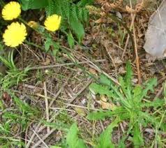 Attēlu rezultāti vaicājumam “Hypochaeris radicata leaf”