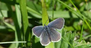 Attēlu rezultāti vaicājumam “Cupido minimus underside”