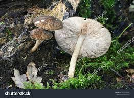 Attēlu rezultāti vaicājumam “Pluteus umbrosus”