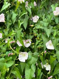 Attēlu rezultāti vaicājumam “Calystegia inflata leaf”