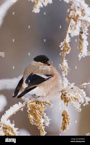 Attēlu rezultāti vaicājumam “Pyrrhula pyrrhula female”