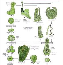 Attēlu rezultāti vaicājumam “Pellia epiphylla sporophyte”