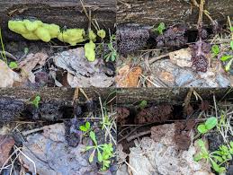 Attēlu rezultāti vaicājumam “Stemonitis flavogenita spores”