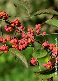 Attēlu rezultāti vaicājumam “Euonymus europaeus”