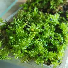 Attēlu rezultāti vaicājumam “Plagiomnium medium”