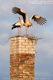 Attēlu rezultāti vaicājumam “Ciconia ciconia nest”
