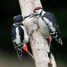 Attēlu rezultāti vaicājumam “Dendrocopos major female”