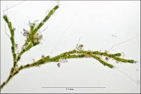 Attēlu rezultāti vaicājumam “Bulbochaete mirabilis”