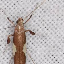Attēlu rezultāti vaicājumam “Caloptilia stigmatella”