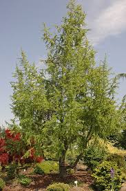 Attēlu rezultāti vaicājumam “Larix kaempferi”