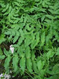 Attēlu rezultāti vaicājumam “Sium latifolium”