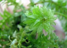 Attēlu rezultāti vaicājumam “Hydrilla verticillata leaf”