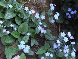 Image result for Omphalodes verna