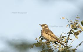 Image result for Turdus naumanni