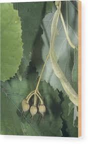 Attēlu rezultāti vaicājumam “Tilia tomentosa fruit”