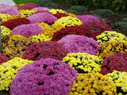 Image result for Chrysanthemum spectabile